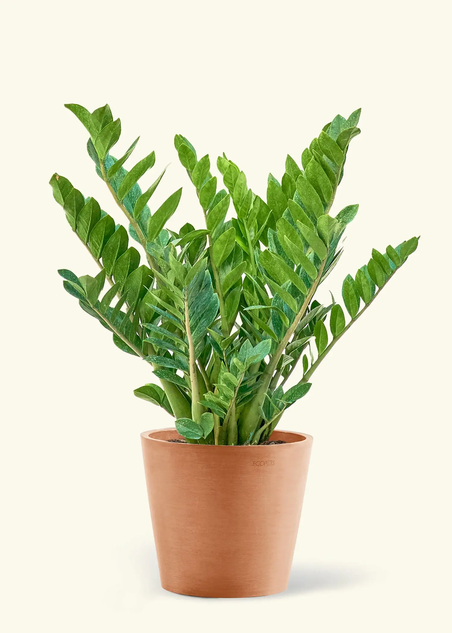 ZZ Plant (Zamioculcas zamiifolia)